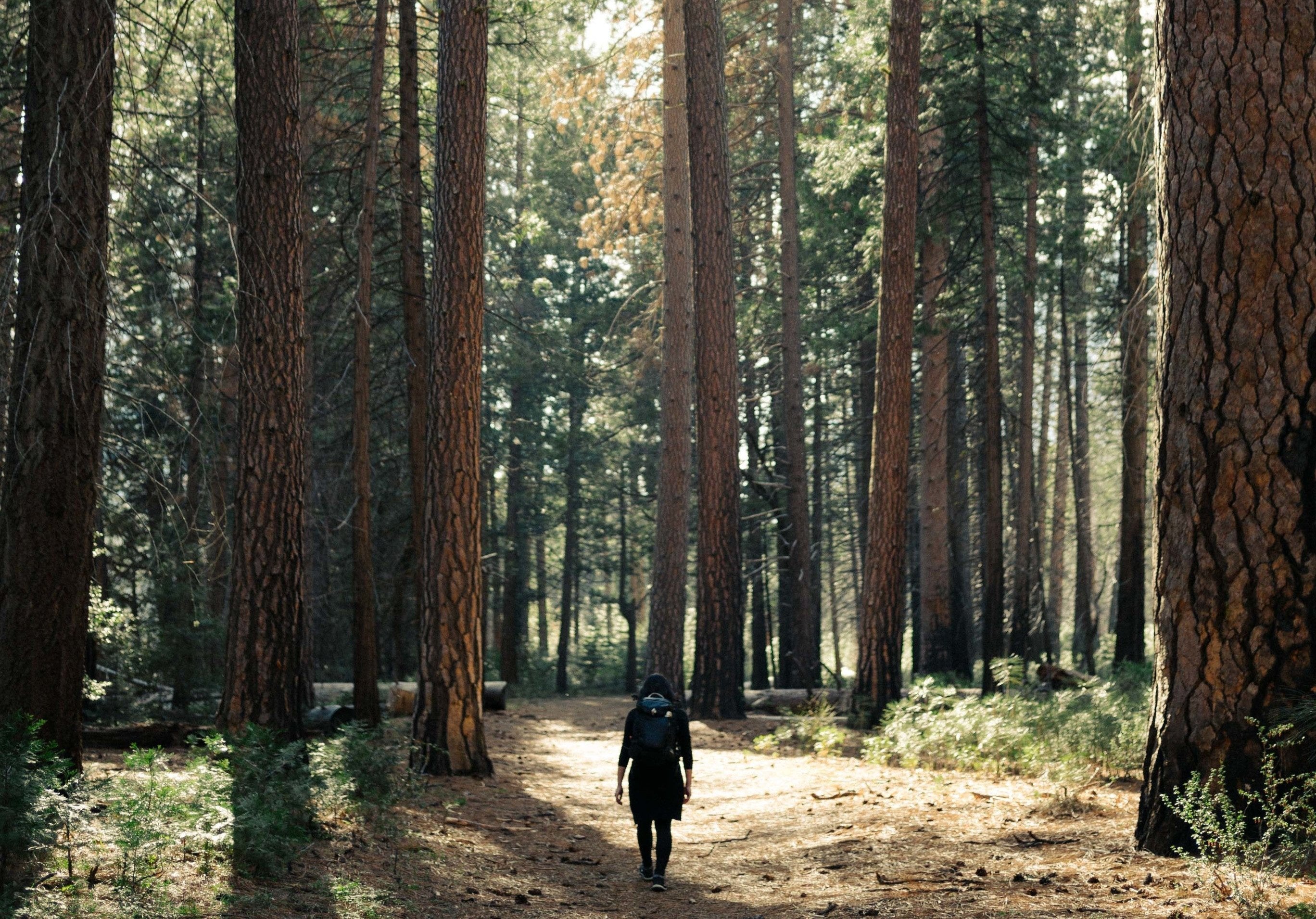 hiking in the forest
